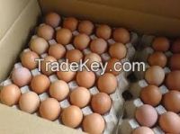 Fresh Brown Table and Broiler Eggs