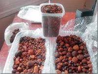 Cow / Ox / Cattle Gallstones