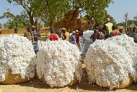 Best West African Raw Cotton
