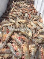 South Carolina Low Country White Shrimp Head On