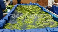 Vietnam Fresh Cavendish Banana