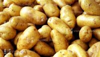 Fresh Potatoes