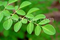 Moringa Natural Suppliment