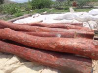 red sandalwood logs 