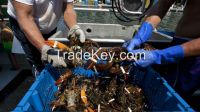 live, frozen and dried shrimps, crabs and lobsters