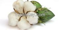 Raw Cotton from Turkmenistan