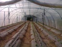 Plastic Tunnel