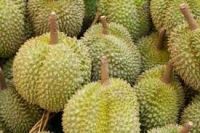 Fresh Durian Fruits