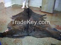 Dry and Wet Salted Donkey/Horse hide /Wet Cow Hides .