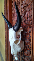 Balinese Hand Carved Cow Skull.