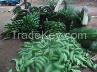 Matooke banana