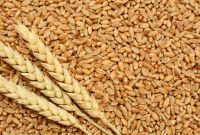 Food wheat