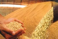 Brazilian Soybean