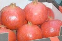 Pomegranates [ Asyouti,Baladi ]