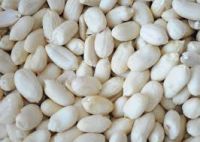 Blanched Peanut Kernels