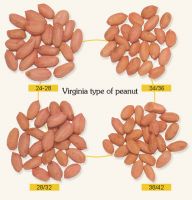 Bold and Java Peanut kernels