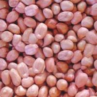 Bold Peanuts Kernels