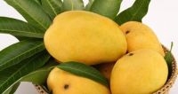 Fresh Mangoes