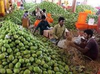 Kesar Mangoes.