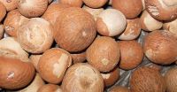 Whole Betel nut for sale