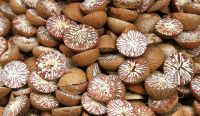 Dried Betel Nut High Quality From South Africa