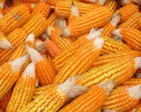 yellow corn/maize for animal- poultry- cattle feed