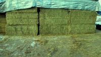 High quality Alfalfa/Lucerne hay