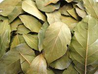 Dehydrated Dried AD air dry Bay leaf