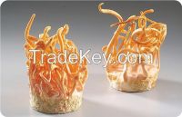 cordyceps mycelium