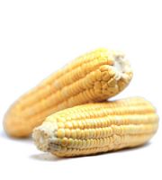 High-quality Australian yellow maize corn