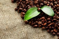 Grade AAA competitive price Organic Arabica Coffee Green Beans