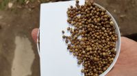 100% HIgh Quality Coriander seeds