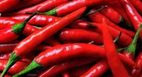 fresh hot Red Chilli cultivated in Nigeria