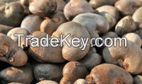 Cashew Nuts in Raw and Processed Form