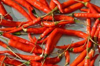 Fresh And Good Quality Organic Red Chilies 