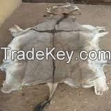 Dry Salted Whole Donkey Hides