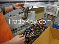 Live European Lobsters \ Fresh And Frozen Lobsters