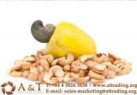 High Quality Vietnam Raw Cashew Nuts