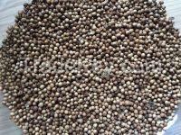 Coriander seeds (whole) from Ukraine