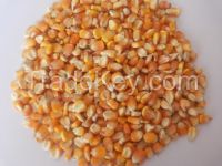 Yellow Corn