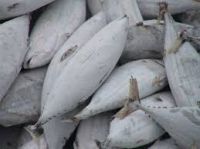 high quality frozen spanish mackerel