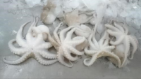Frozen octopus
