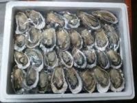 Frozen Abalone Shellfish, Frozen Oyster Shellfish, Fresh Shellfish