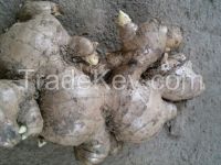 High Quality Vietnam Fresh Ginger