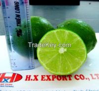 High Quality Vietnam Fresh seedless Lime