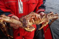 Live Red King Crab | King Crabs Seactions | Legs & Clustters