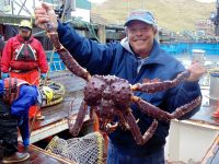 Live Red Norwegian King Crab