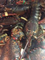 Live Canadian Lobster(Homarus Americanus) | Cooked Frozen Canadian Lobsters