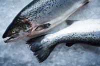 Fresh Atlantic Salmon H/O Gutted | Norwegian Salmon Head/On Gutted