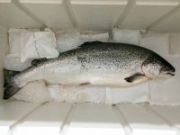 Fresh and Frozen Atlantic Salmon H/O Gutted | Norwegian Salmon.